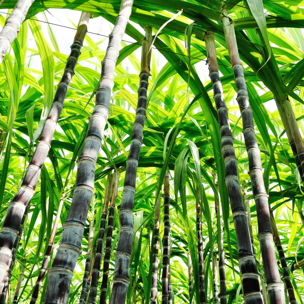 We are replacing 95% of all current plastic packaging with sustainable sugarcane BIO-Plastics! | Soleil Toujours