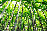 We are replacing 95% of all current plastic packaging with sustainable sugarcane BIO-Plastics! | Soleil Toujours